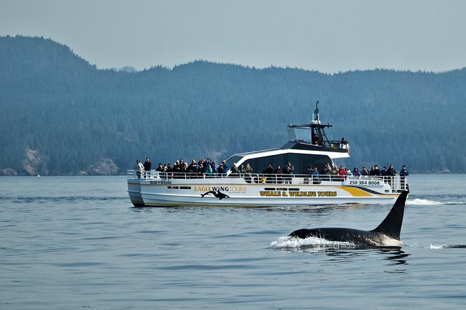 Victoria Whale and Wildlife Cruise - Choosing between the open boat and catamaran