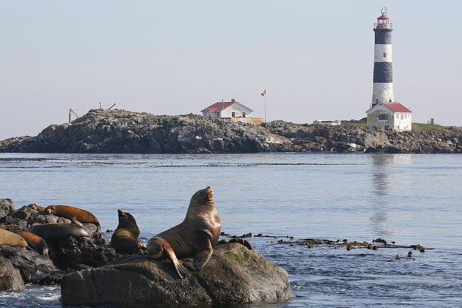 Victoria Whale and Wildlife Cruise - Naturalists who explain what you are seeing