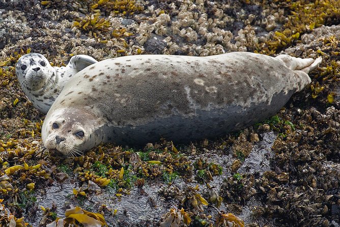 Victoria Whale and Wildlife Cruise - What the three-and-a-half-hour schedule feels like