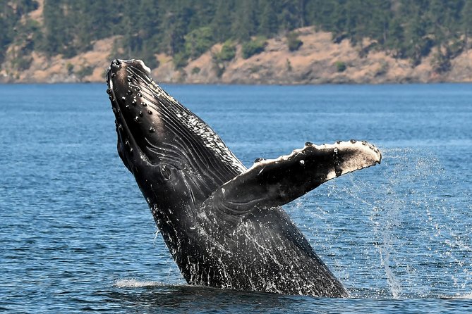 Victoria Whale and Wildlife Cruise - Is $146.17 a fair price?