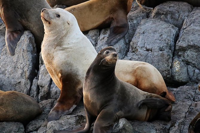 Victoria Whale and Wildlife Cruise - Who should book this Victoria cruise?