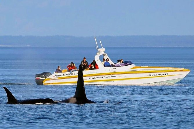 Victoria Whale and Wildlife Cruise - Booking, weather, and cancellation details