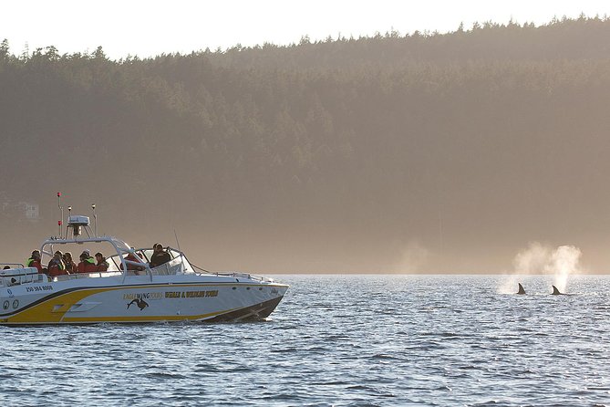 Victoria Whale and Wildlife Cruise - Searching for orcas and humpback whales