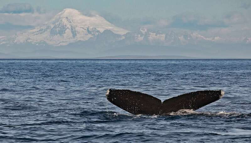 Victoria: Whale and Wildlife Semi-Covered Boating Tour - How the four-hour wildlife search works