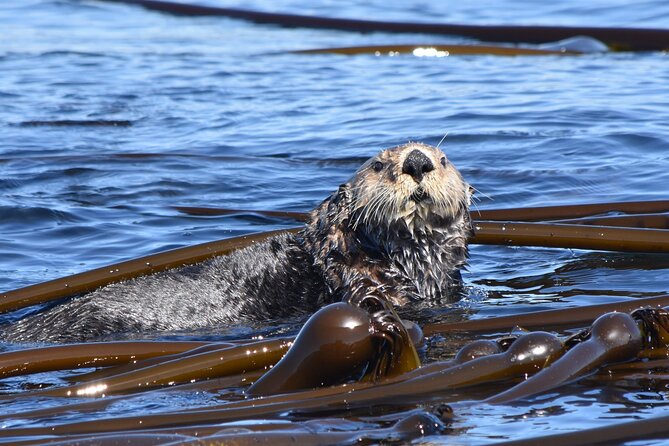 Victoria Whale Watch Tour - Leaving Victoria’s Inner Harbour for the Salish Sea