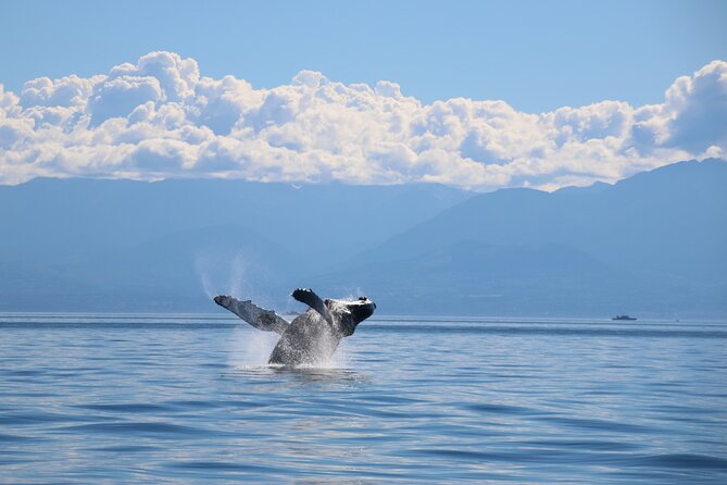 Victoria Whale Watch Tour - The Ocean Cruiser’s cabin, decks, and comfort
