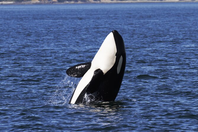 Victoria Whale Watch Tour - Choosing morning or afternoon