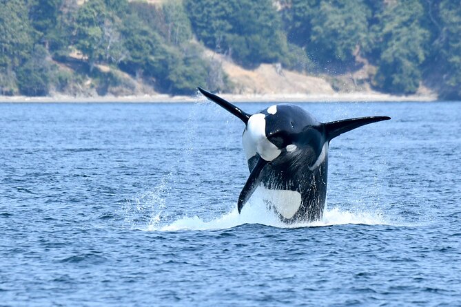 Victoria Whale Watch Tour - Booking, weather, and cancellation details