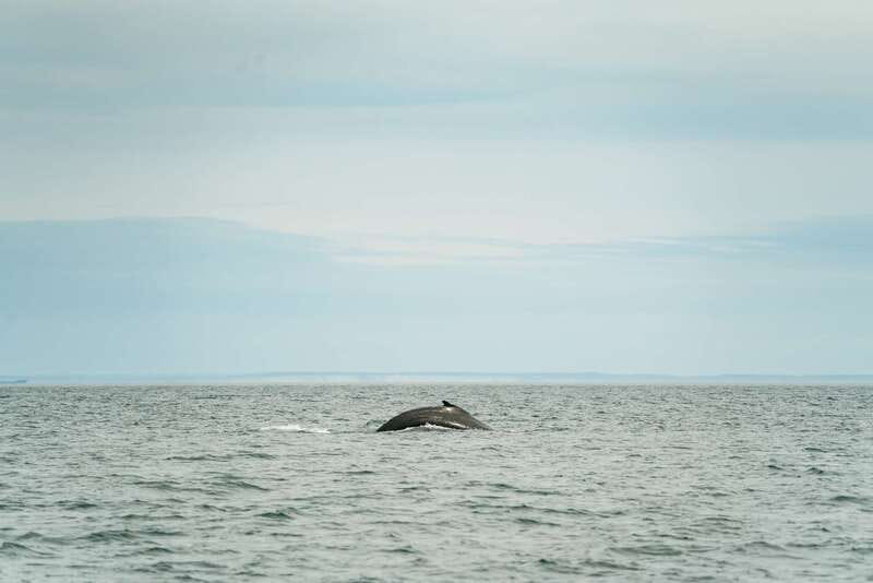 Victoria: Whale Watching Adventure in a Zodiac Boat - Key points to know before you go