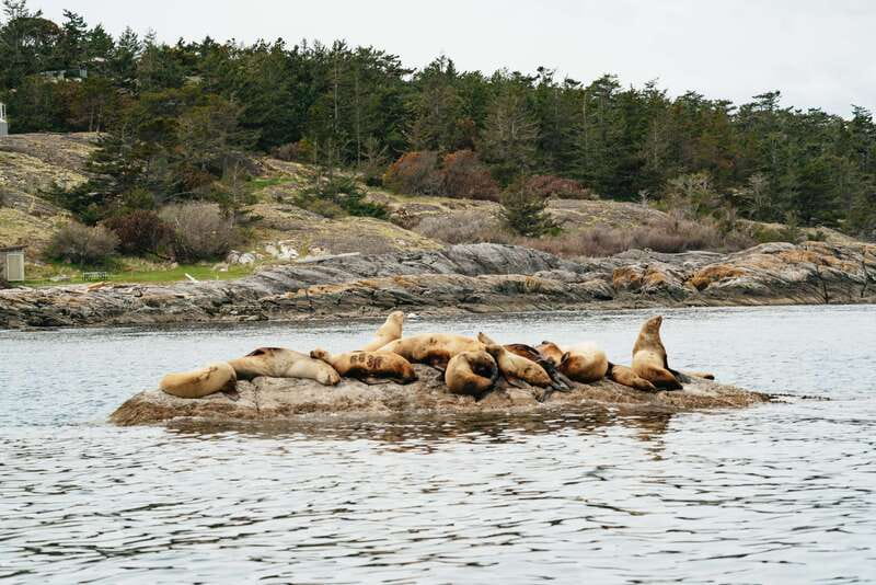 Victoria: Whale Watching Adventure in a Zodiac Boat - Leaving Victoria Harbour in a small Zodiac