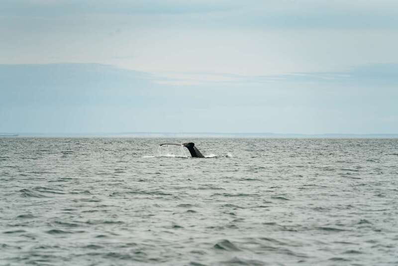 Victoria: Whale Watching Adventure in a Zodiac Boat - The skipper makes the difference