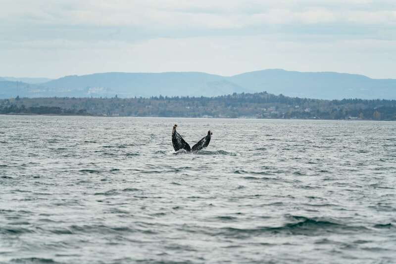 Victoria: Whale Watching Adventure in a Zodiac Boat - The wildlife can be spectacular, but it is still wild