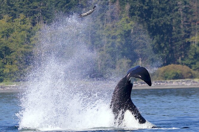 Victoria Whale Watching Cruise with Expert Naturalists - Searching the Salish Sea from Victoria