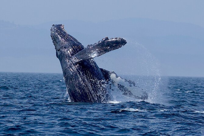 Victoria Whale Watching Cruise with Expert Naturalists - The boat, seating, wind, and water
