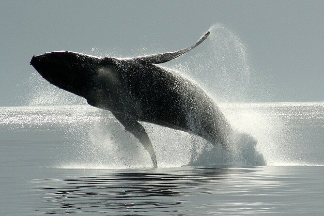 Victoria Whale Watching Cruise with Expert Naturalists - Getting to 645 Humboldt Street