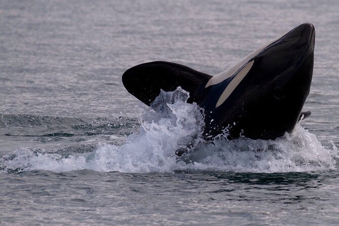 Victoria Whale Watching Cruise with Expert Naturalists - Is $134.02 a fair price?