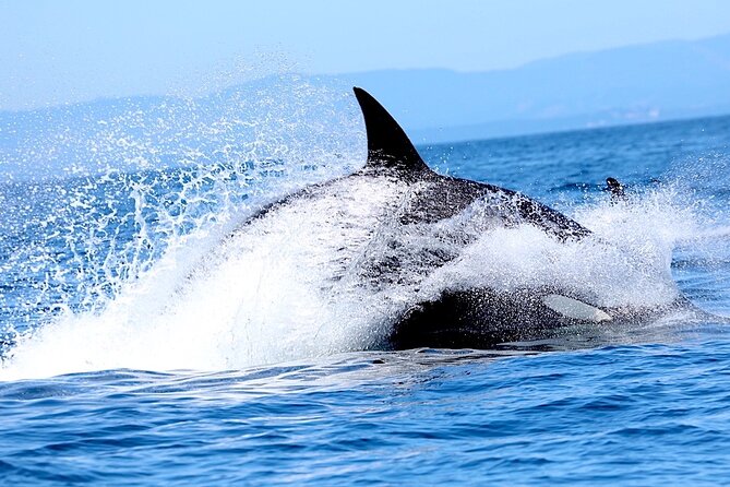 Victoria Whale Watching Cruise with Expert Naturalists - Who will get the most from this cruise?