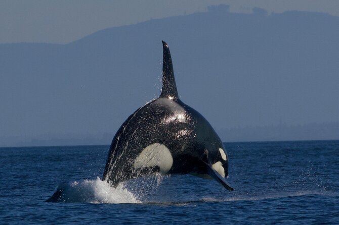 Victoria Whale Watching Cruise with Expert Naturalists - Should you book the Victoria whale cruise?