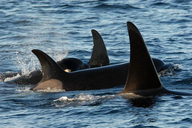 Victoria Whale Watching Tour by Zodiac - A fast Zodiac ride into the Salish Sea