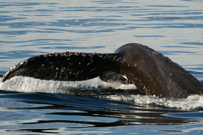 Victoria Whale Watching Tour by Zodiac - What you might see on the water