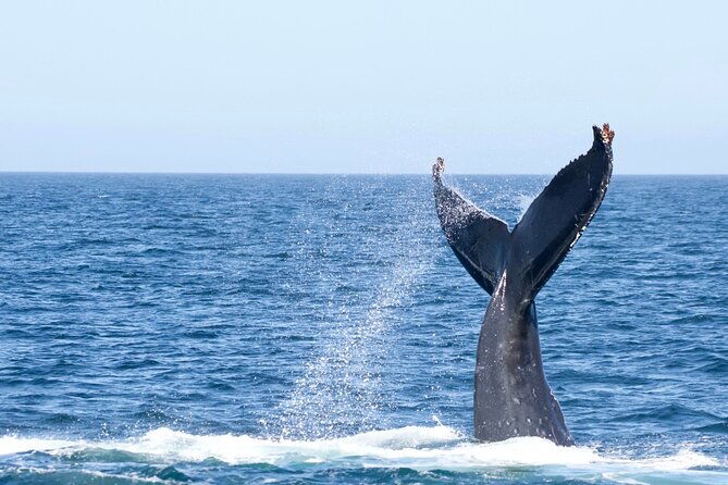 Victoria Whale Watching Tour by Zodiac - The guide can make the difference