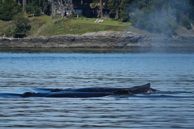Victoria Whale Watching Tour by Zodiac - How the ride compares with a larger boat