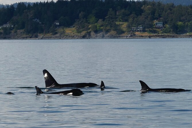 Victoria Whale Watching Tour by Zodiac - Price, timing, and overall value