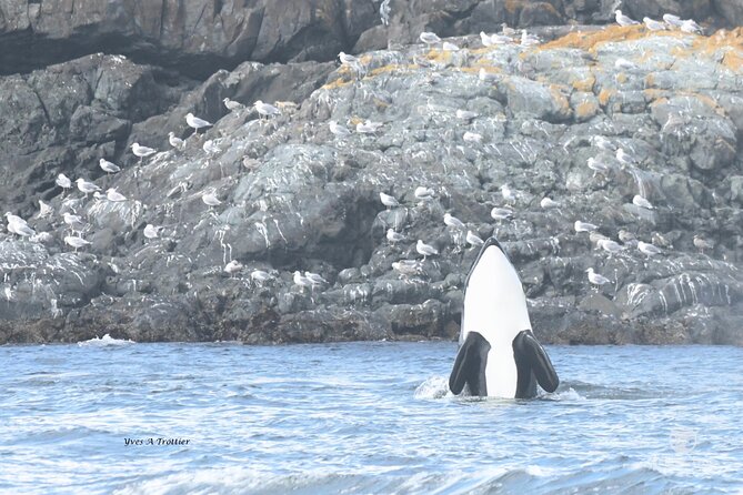 Victoria Whale Watching Tour by Zodiac - Weather, clothing, and practical comfort