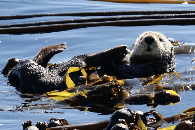 Victoria Whale Watching Tour by Zodiac - Starting at 1119 Wharf Street