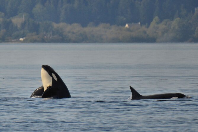 Victoria Whale Watching Tour on a Covered Vessel - Guides who turn waiting into part of the fun
