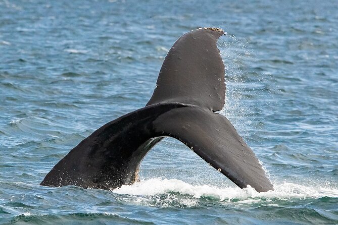 Victoria Whale Watching Tour on a Covered Vessel - How the price compares with the experience