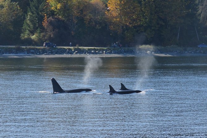 Victoria Zodiac Boat Whale Watching Adventure - Victoria Harbour to the open Salish Sea