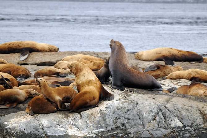 Victoria Zodiac Boat Whale Watching Adventure - The extra wildlife can save the day