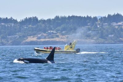 Victoria Zodiac Boat Whale Watching Adventure