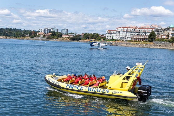 Victoria Zodiac Boat Whale Watching Adventure - The guides make the difference