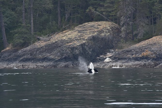 Victoria Zodiac Boat Whale Watching Adventure - What to wear and bring