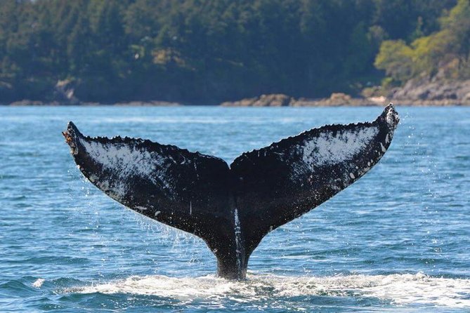 Victoria Zodiac Boat Whale Watching Adventure - Weather, cancellations, and timing