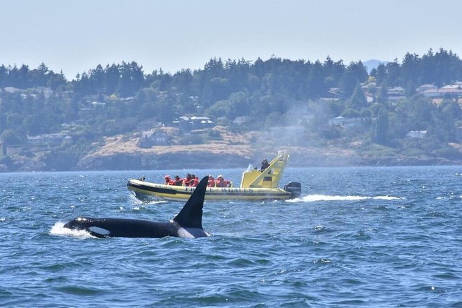 Victoria Zodiac Boat Whale Watching Adventure - Why the Zodiac feels different