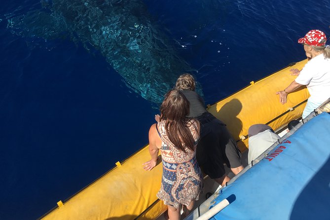 VIP (12 Guests ONLY) Ultimate Whale Watch - Key points to know before booking