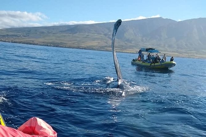 VIP (12 Guests ONLY) Ultimate Whale Watch - Why the 12-person raft changes whale watching