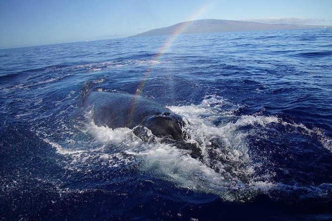 VIP (12 Guests ONLY) Ultimate Whale Watch - The hydrophone adds sound to the show