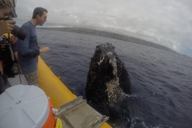 VIP (12 Guests ONLY) Ultimate Whale Watch - What you might see in the water