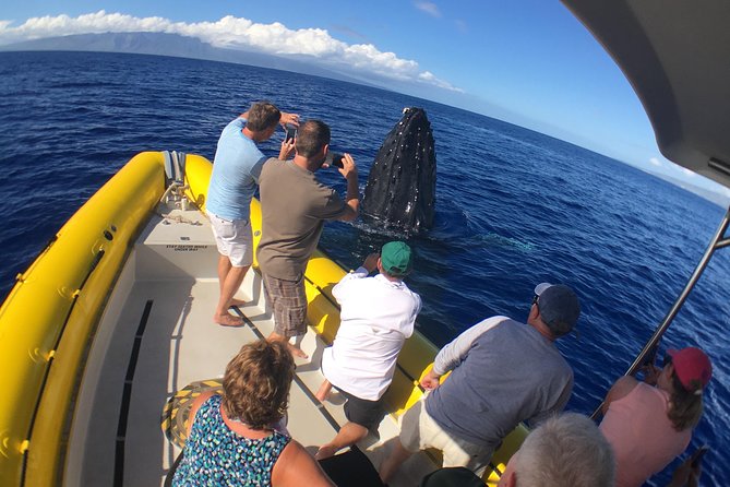 VIP (12 Guests ONLY) Ultimate Whale Watch - Price, timing, and practical value