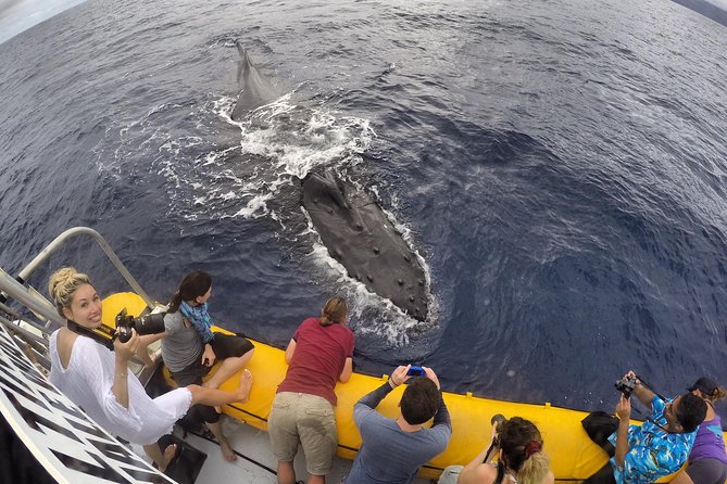 VIP (12 Guests ONLY) Ultimate Whale Watch - What the two-hour route is really like