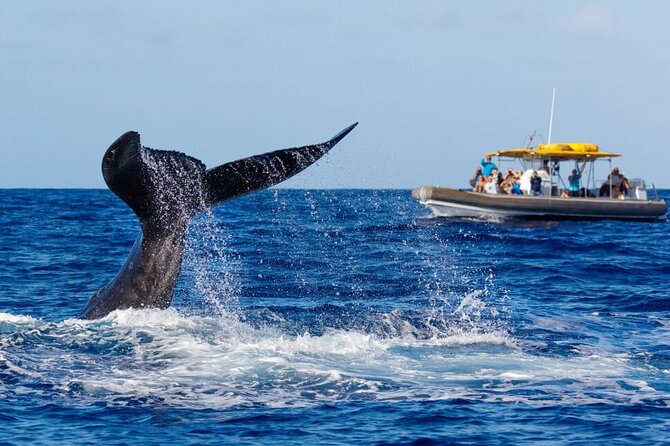 VIP Premiere Whale Watch Kaanapali Beach MAX 12 PASSENGERS - Planning your departure around the rest of your day