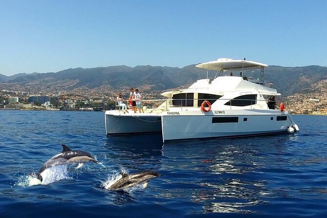 VipDolphins Luxury Whale Watching - A small catamaran with room to breathe