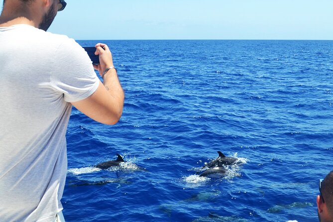 VipDolphins Luxury Whale Watching - How rough is the ride?