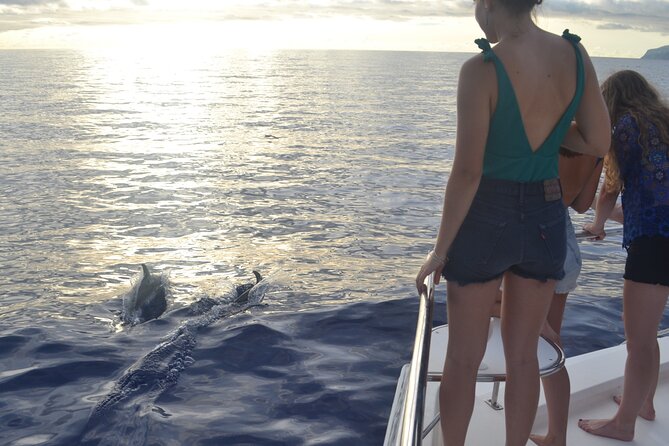 VipDolphins Luxury Whale Watching - Planning your three hours