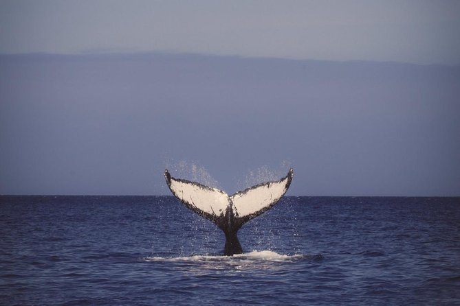 Waikiki Deluxe Catamaran Whale Watch - Two hours of whale watching near Waikiki