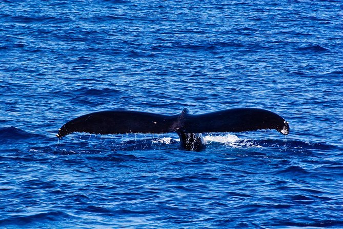 Waikiki Deluxe Catamaran Whale Watch - Is the $89 price a good value?